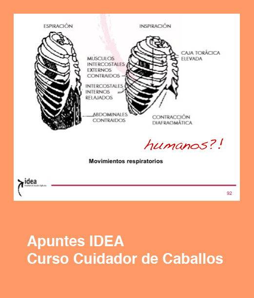 cursos_idea_cuidador_caballos_costillas
