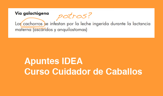 cursos_idea_cuidador_caballos_cachorros3